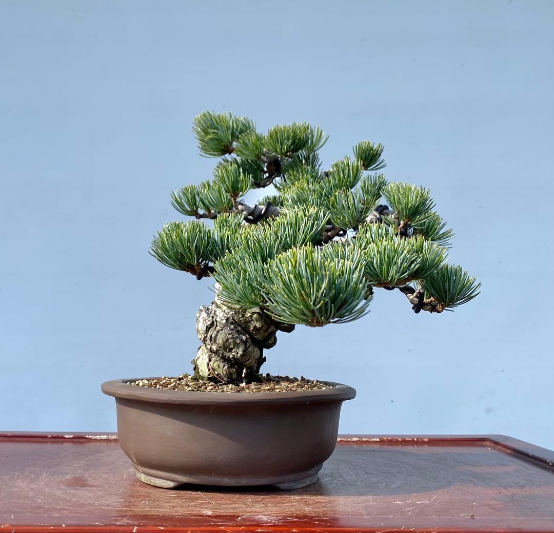 白木盆栽園　宮島五葉松　樹高25センチ　盆栽黒松赤松五葉松真柏雑木趣味観葉植物