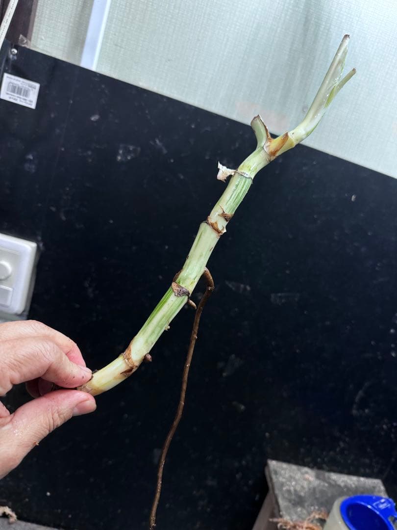 し*★様 斑入りモンステラホワイトタイガー大茎6株おまとめ