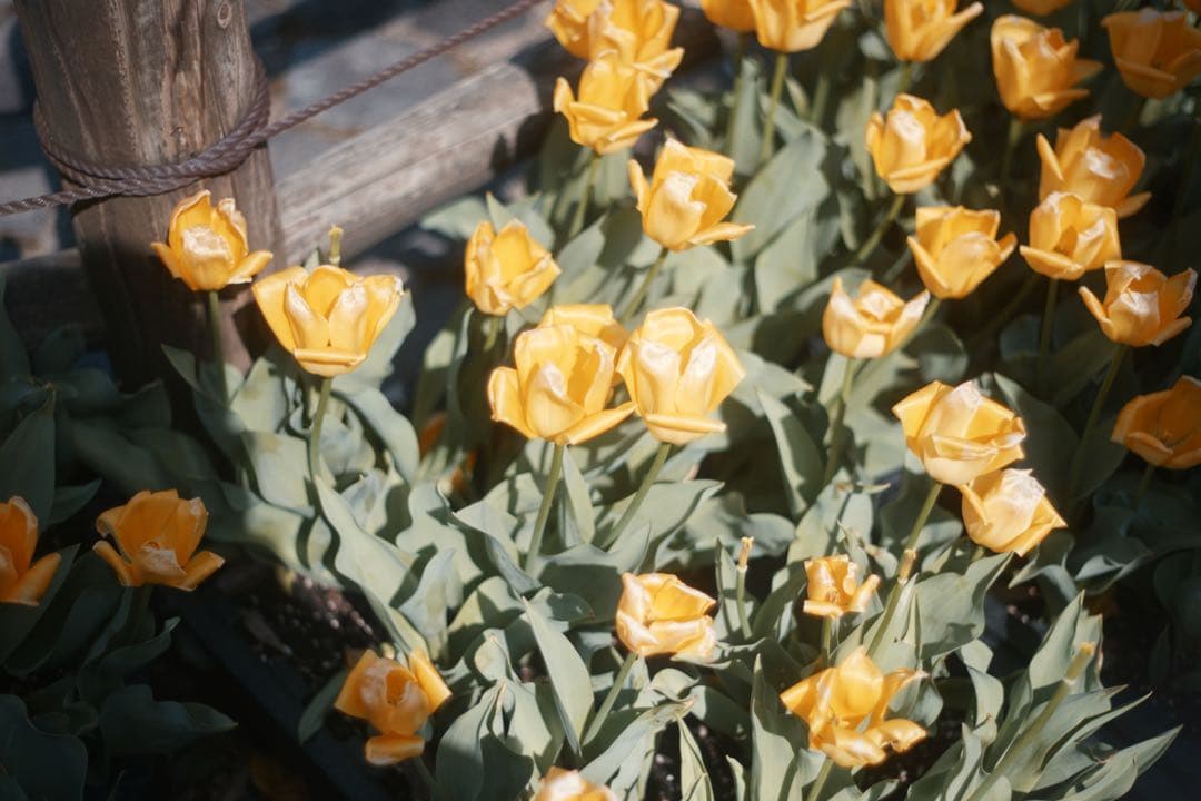 レンズ(単焦点) Super-Takumar 55mm F1.8