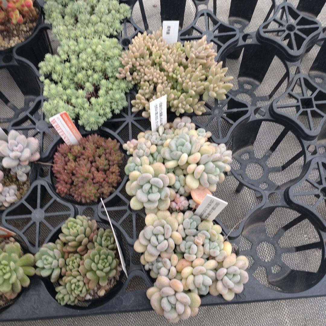 むーさんさん専用