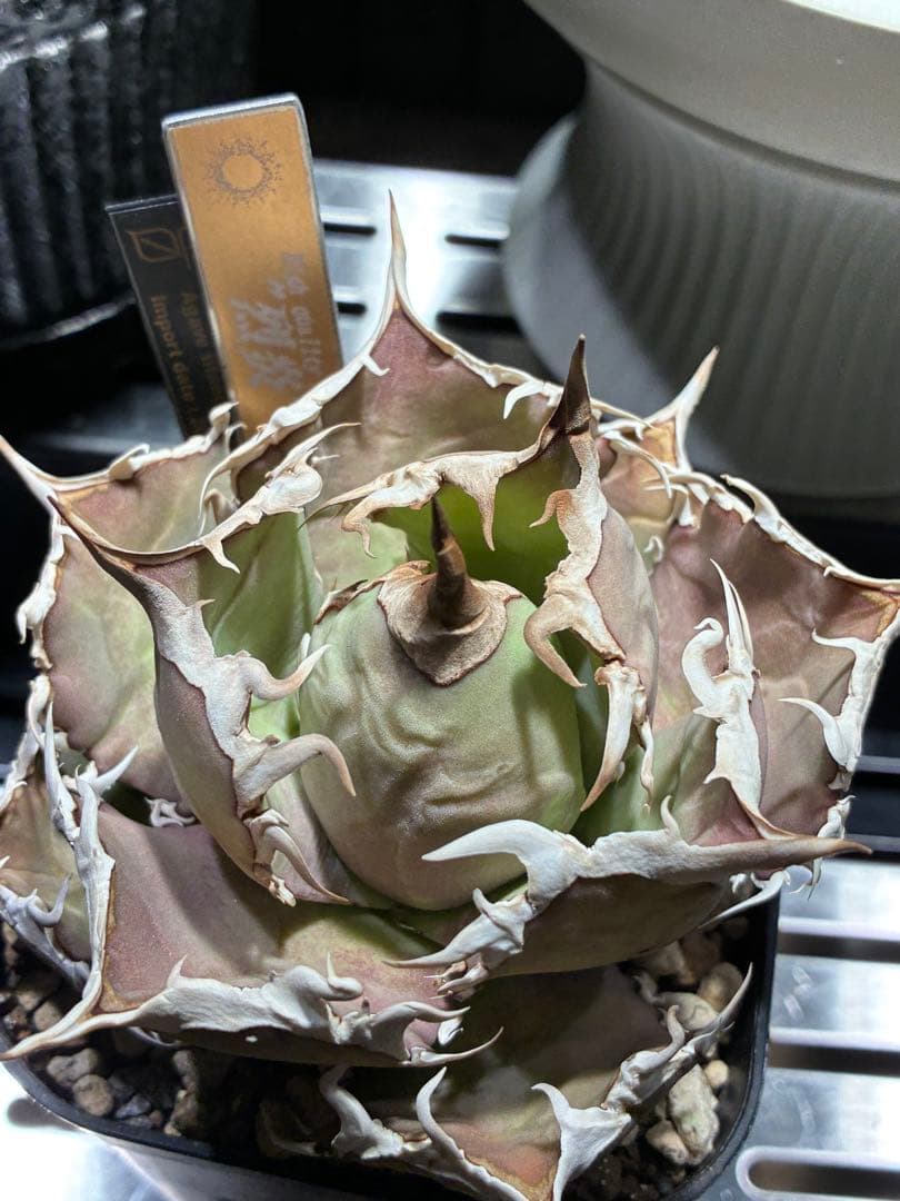 アガベ チタノタ　烈炎　親株　evar plants産