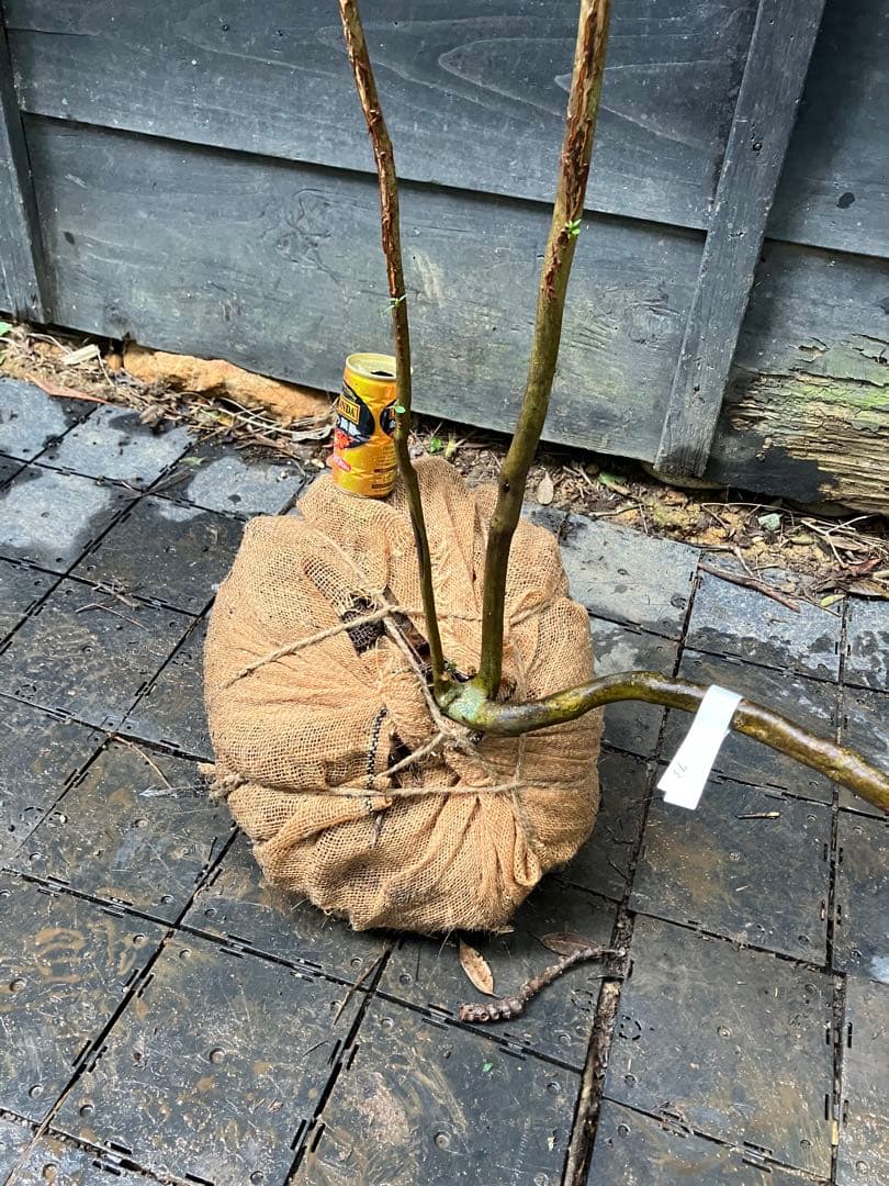 73 山採り　ミツバツツジ