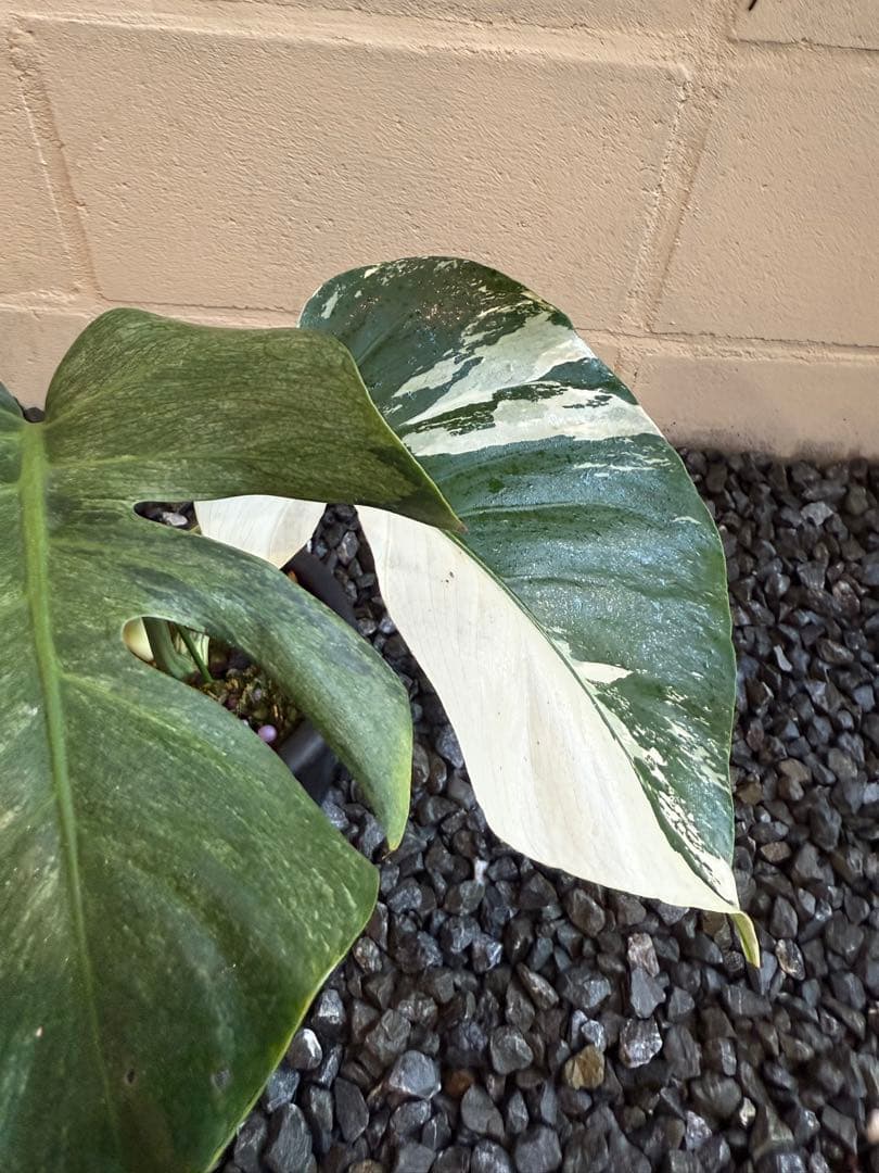 モンステラ デリシオーサ ボルシギアナ ミント