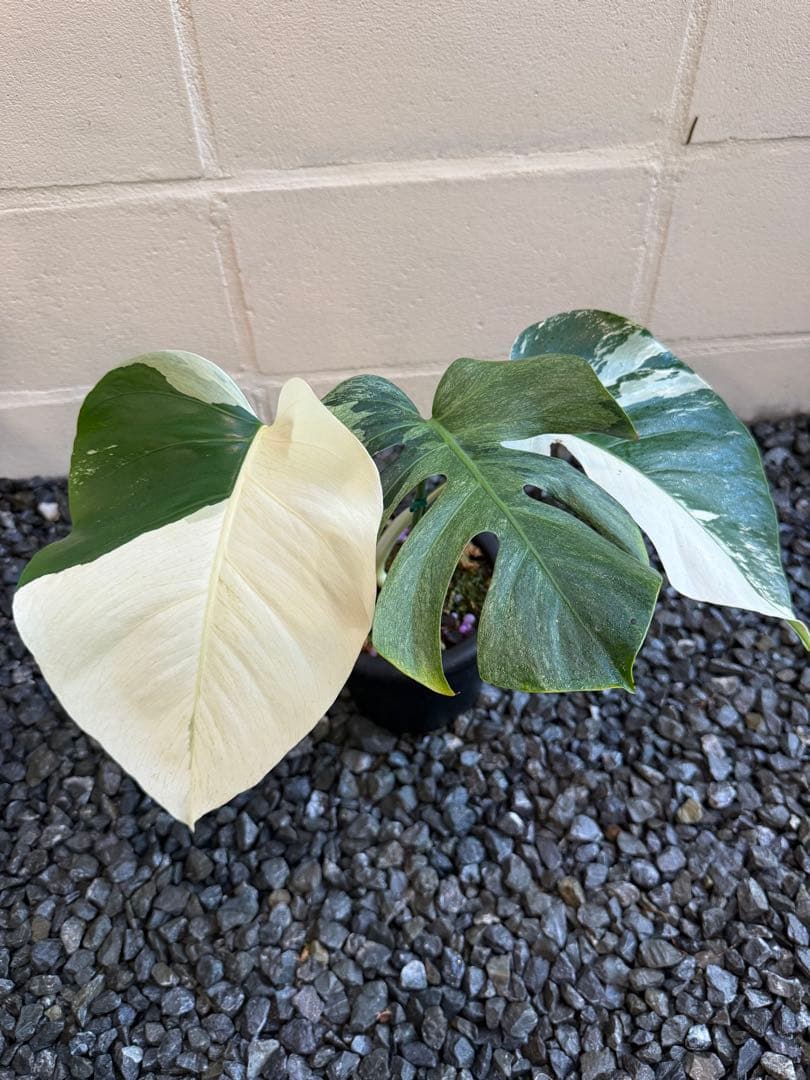 モンステラ デリシオーサ ボルシギアナ ミント