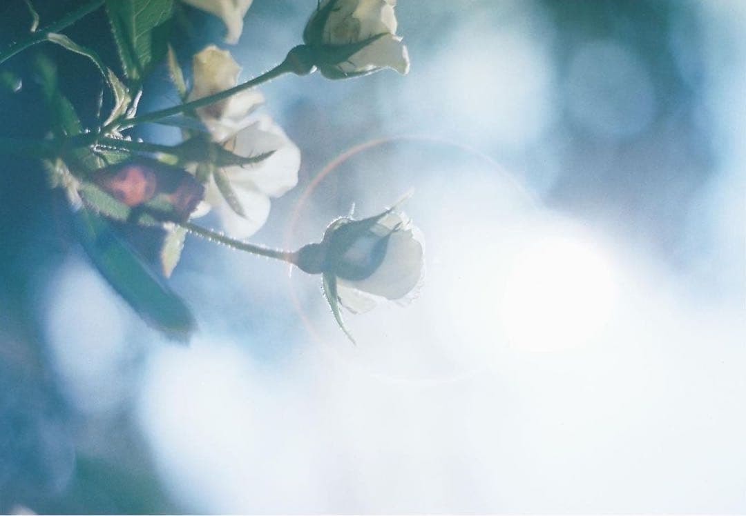 PENTAX SPOTMATIC 、Super-Takumar(作例あり)