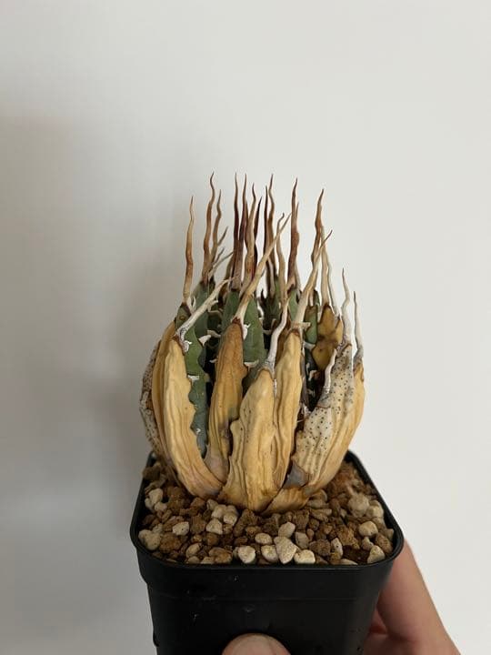 ◾️エボリスピナ陽炎⑥◾️エグいうねり 陽炎 ホワイトスパイン 発根管理中