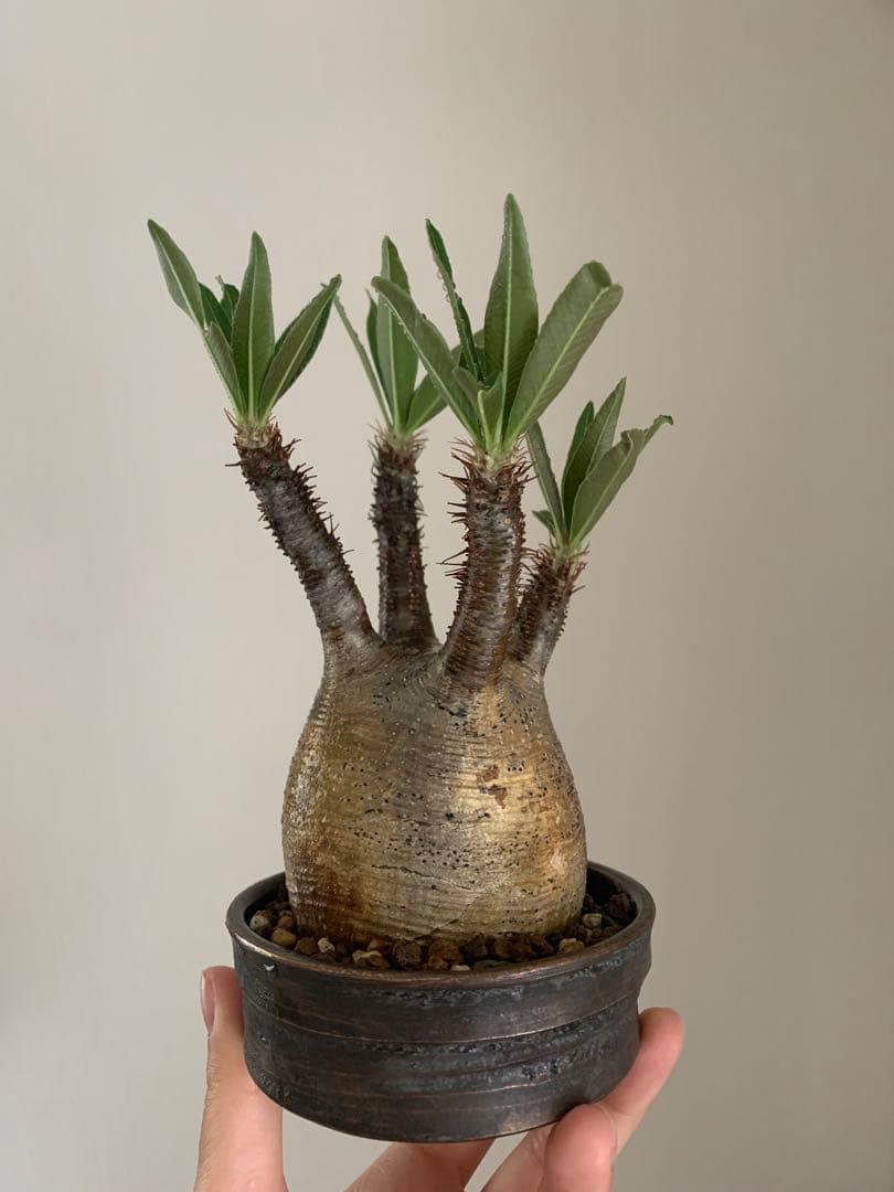 【良型】パキポディウムグラキリス　現地球　発根済　たけろうポット植え込み