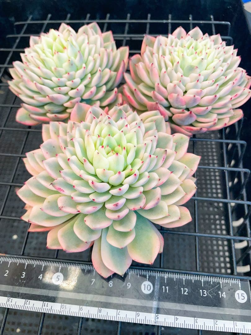 ギルバの薔薇錦　全員ビッグサイズ美斑入り　多肉植物　エケベリア