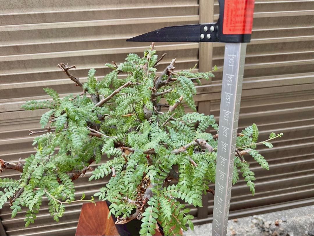 ボスウェリア ネグレクタ ブラックスキン 特大株 冬支度特価