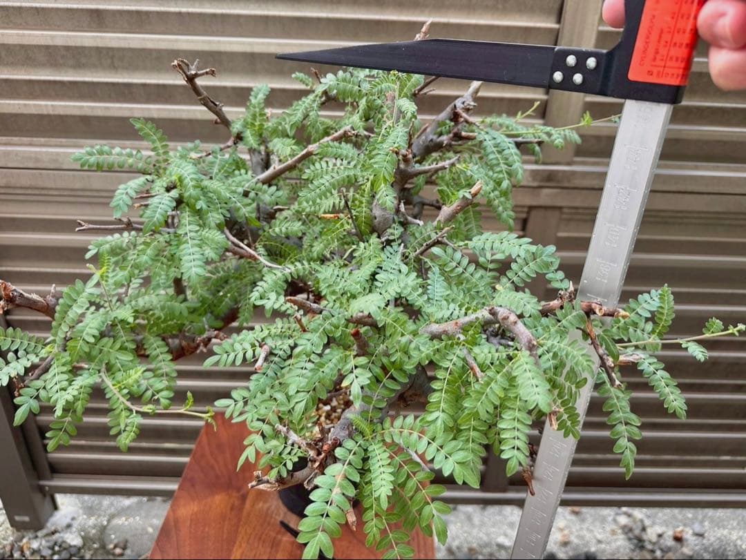 ボスウェリア ネグレクタ ブラックスキン 特大株 冬支度特価