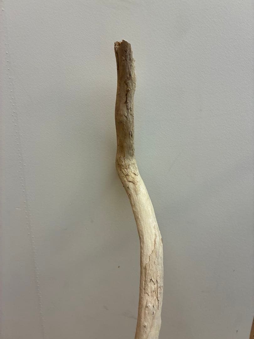 一点物 流木オブジェ|爬虫類・魚｜高さ約75cm Y字型｜大型インテリア