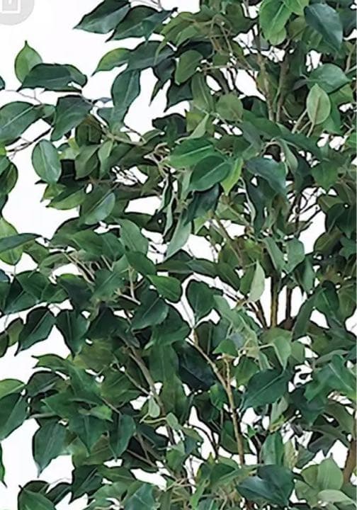 光触媒　人工観葉植物　ウォールグリーン　フェイクグリーン　フィカスツリー190