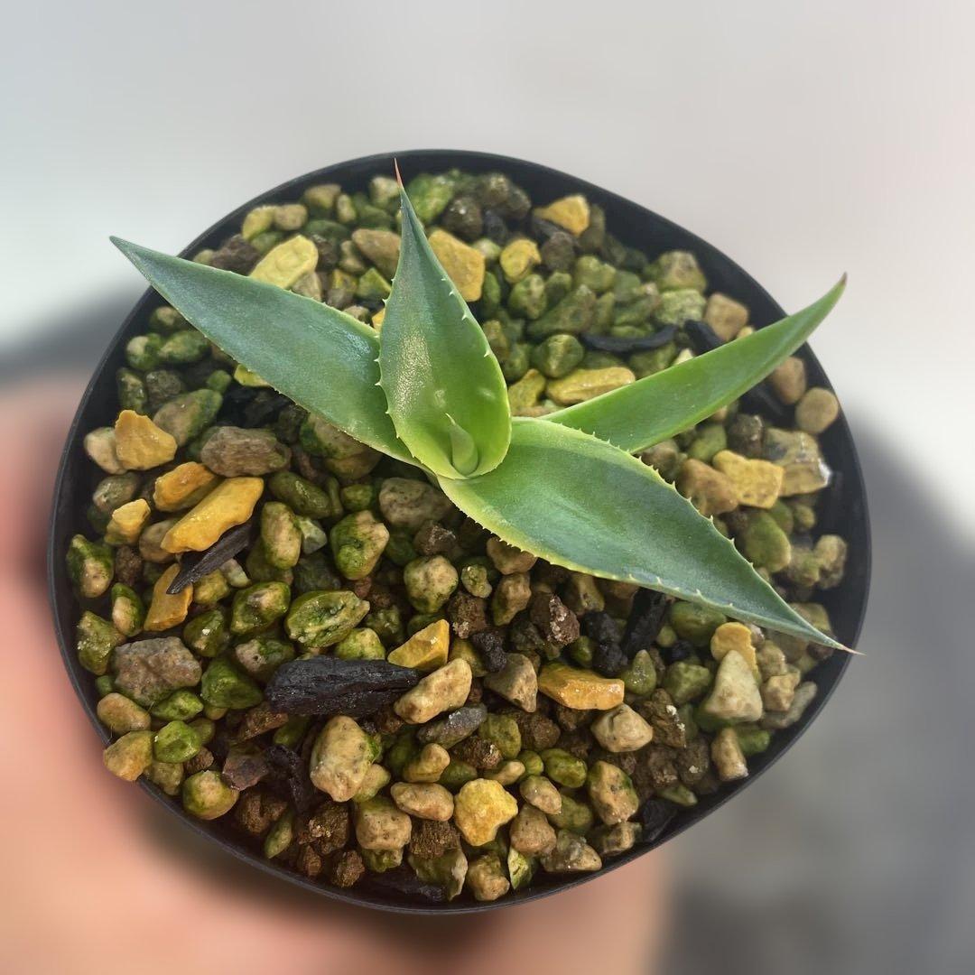 アガベ　パラサナ錦　スムースエッジ　‘Mind funk’ 珍品