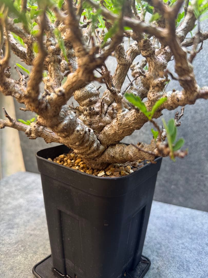 センナ　メリディオナリス　海外実生　発根済み　359