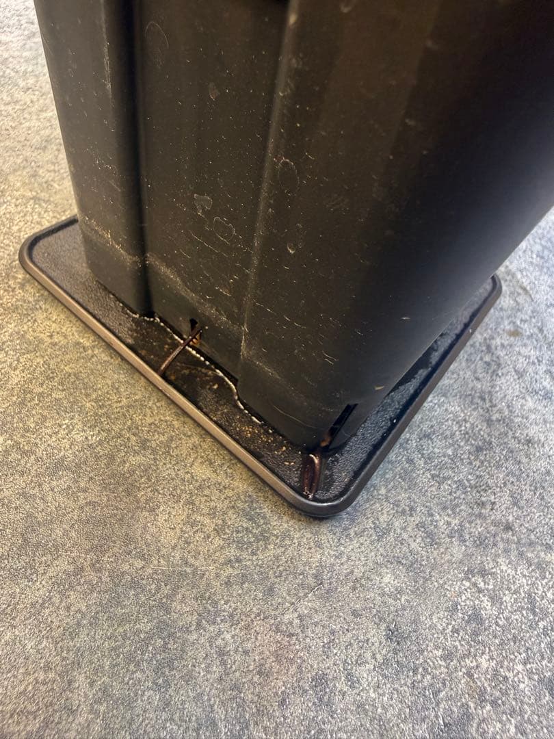 センナ　メリディオナリス　海外実生　発根済み　359