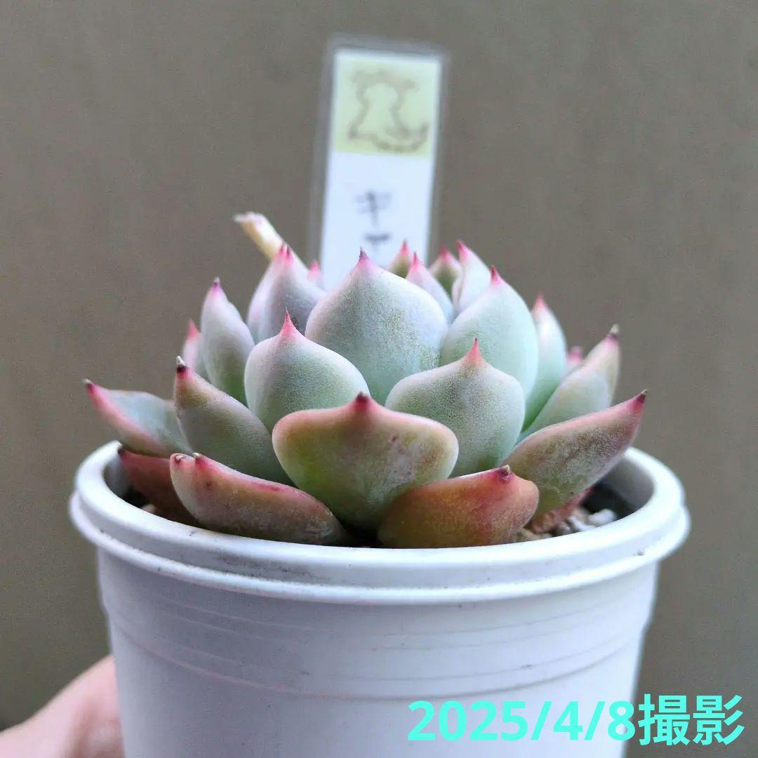 136. 多肉植物 キャラリアン 830円【抜き苗】