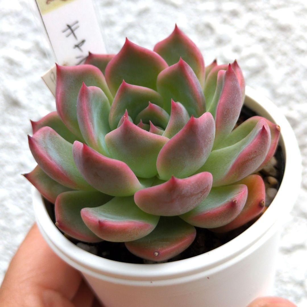 136. 多肉植物 キャラリアン 830円【抜き苗】