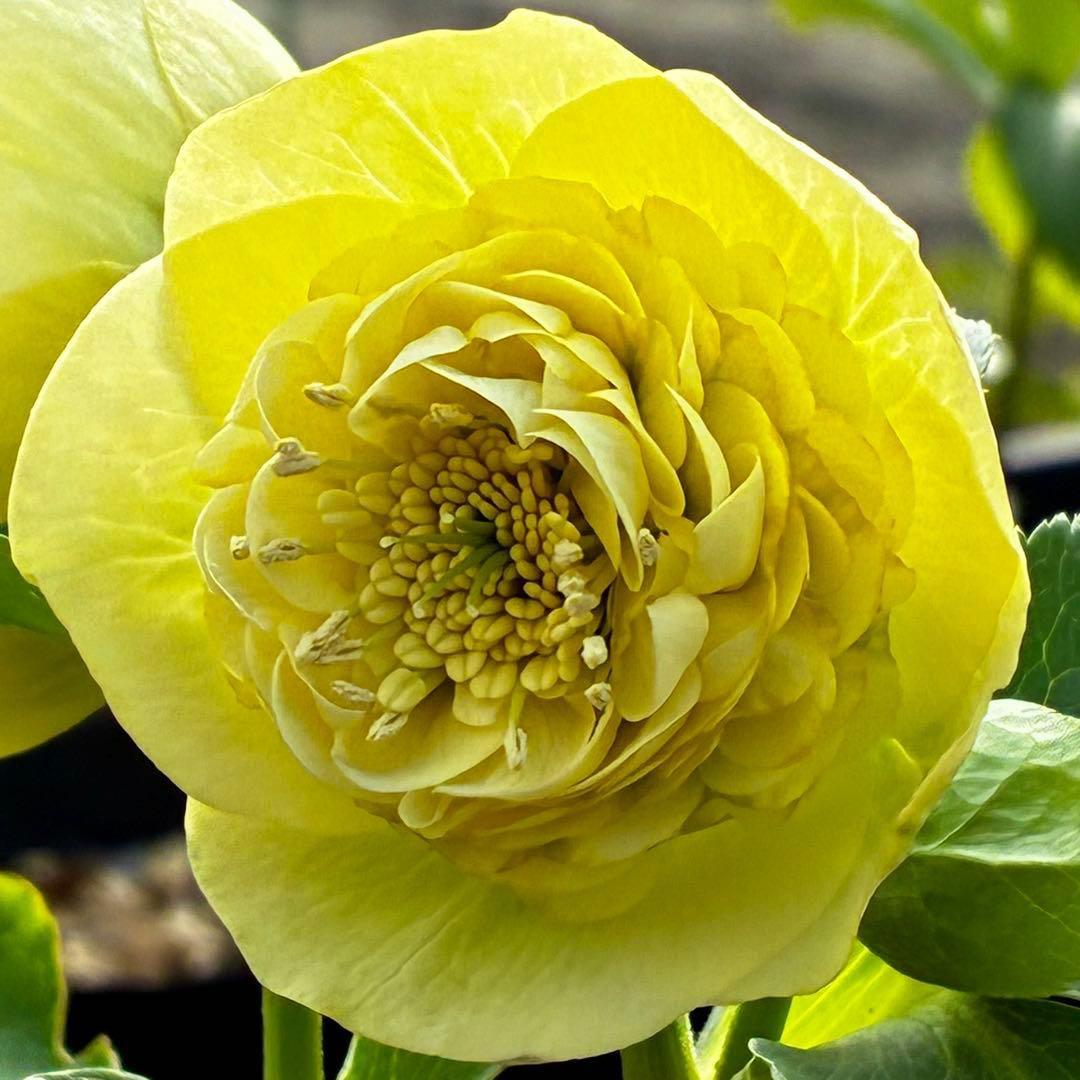 ム*ク様 3557☘️蕾花タグ付☘️2026年NO1☘️極上☘️⭐️モーリー⭐️