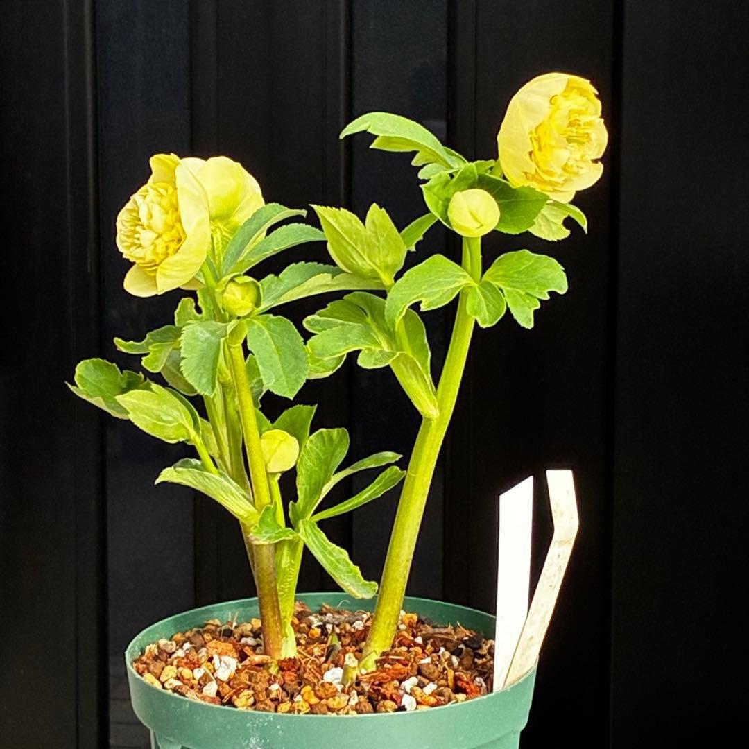 ム*ク様 3557☘️蕾花タグ付☘️2026年NO1☘️極上☘️⭐️モーリー⭐️