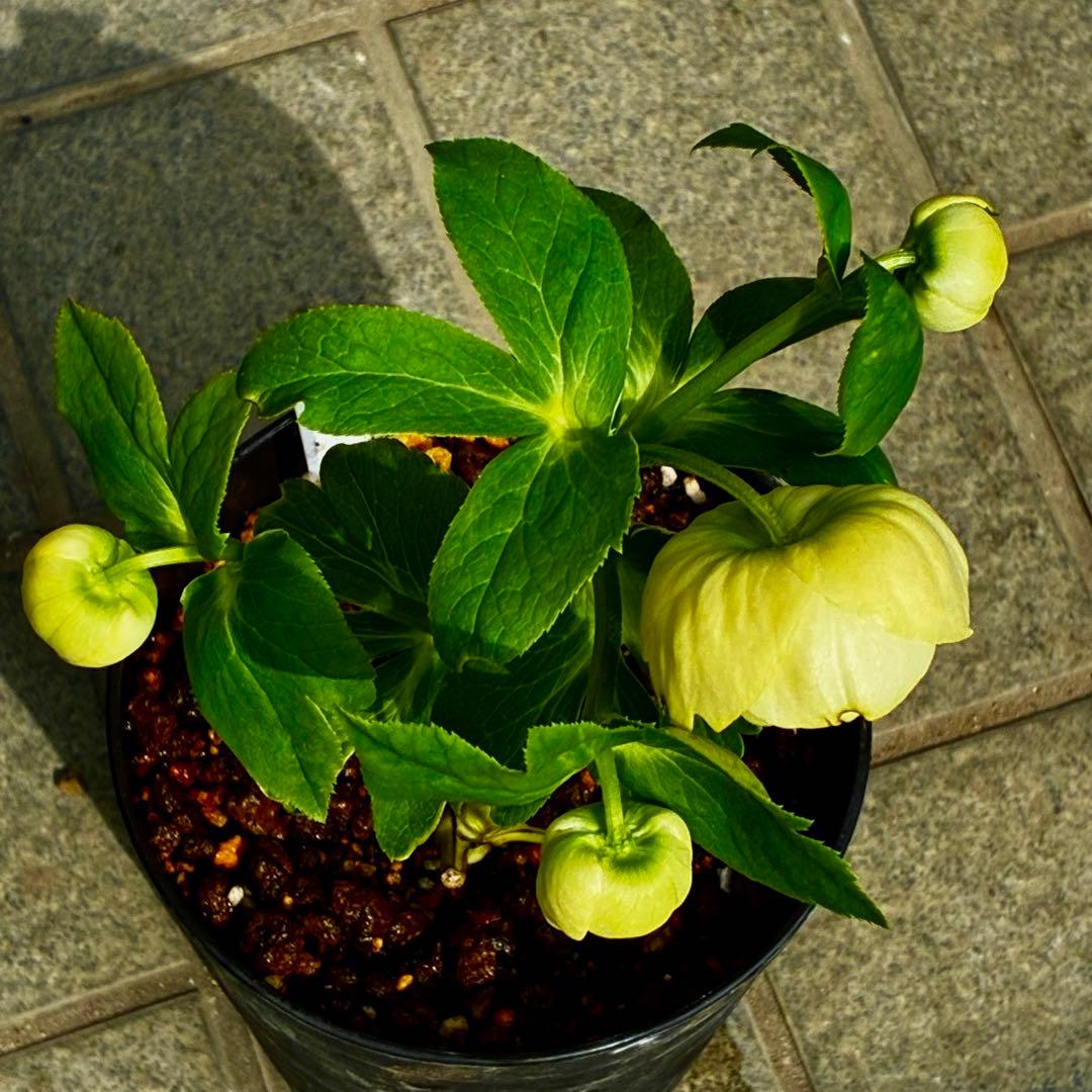 ム*ク様 3557☘️蕾花タグ付☘️2026年NO1☘️極上☘️⭐️モーリー⭐️