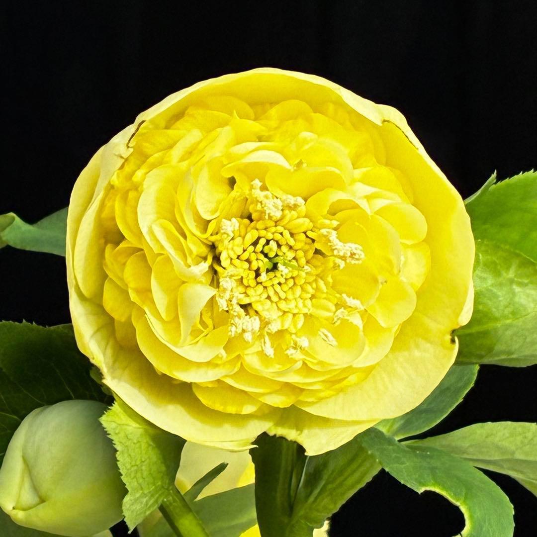 ム*ク様 3557☘️蕾花タグ付☘️2026年NO1☘️極上☘️⭐️モーリー⭐️