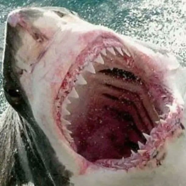 サメの歯　ホホジロザメ　現生種　美麗歯　希少標本