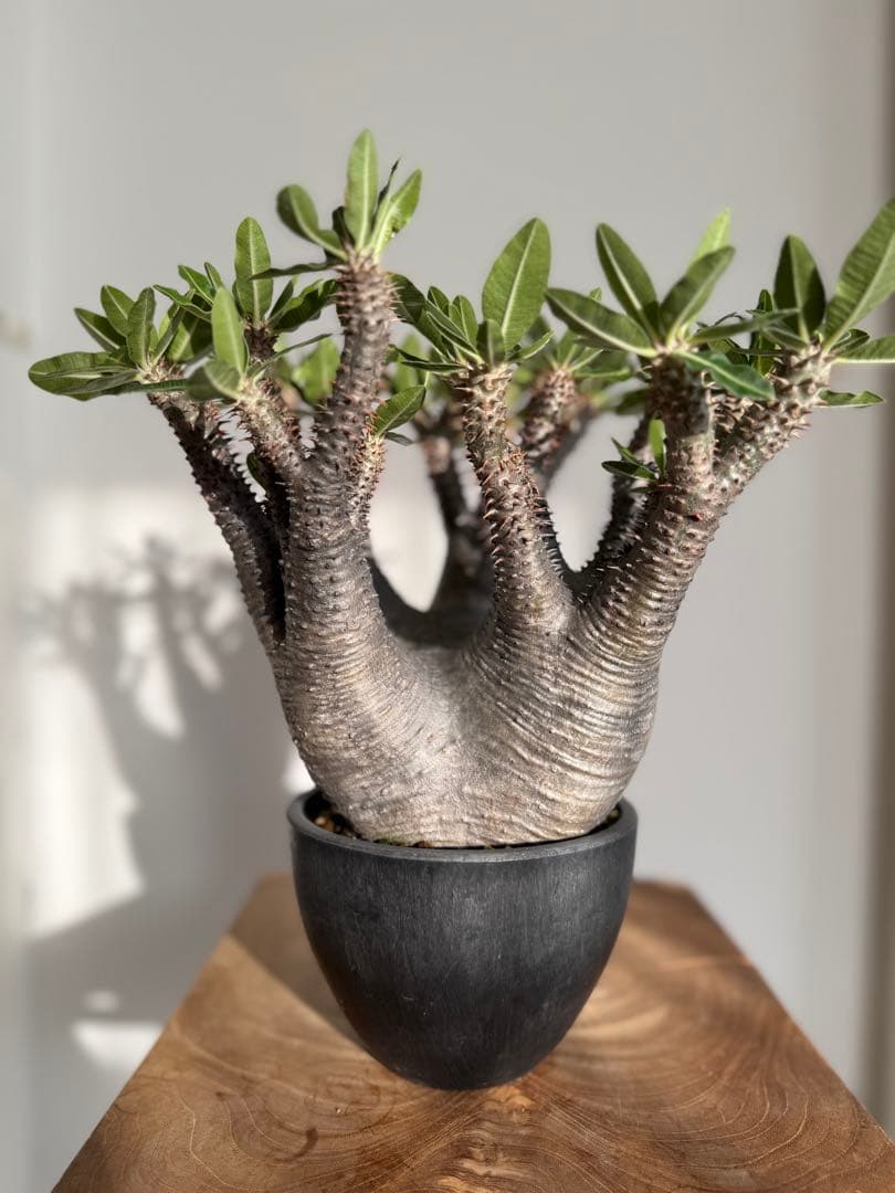 パキポディウム マカイエンセ 良型 大株 現地球 発根済み