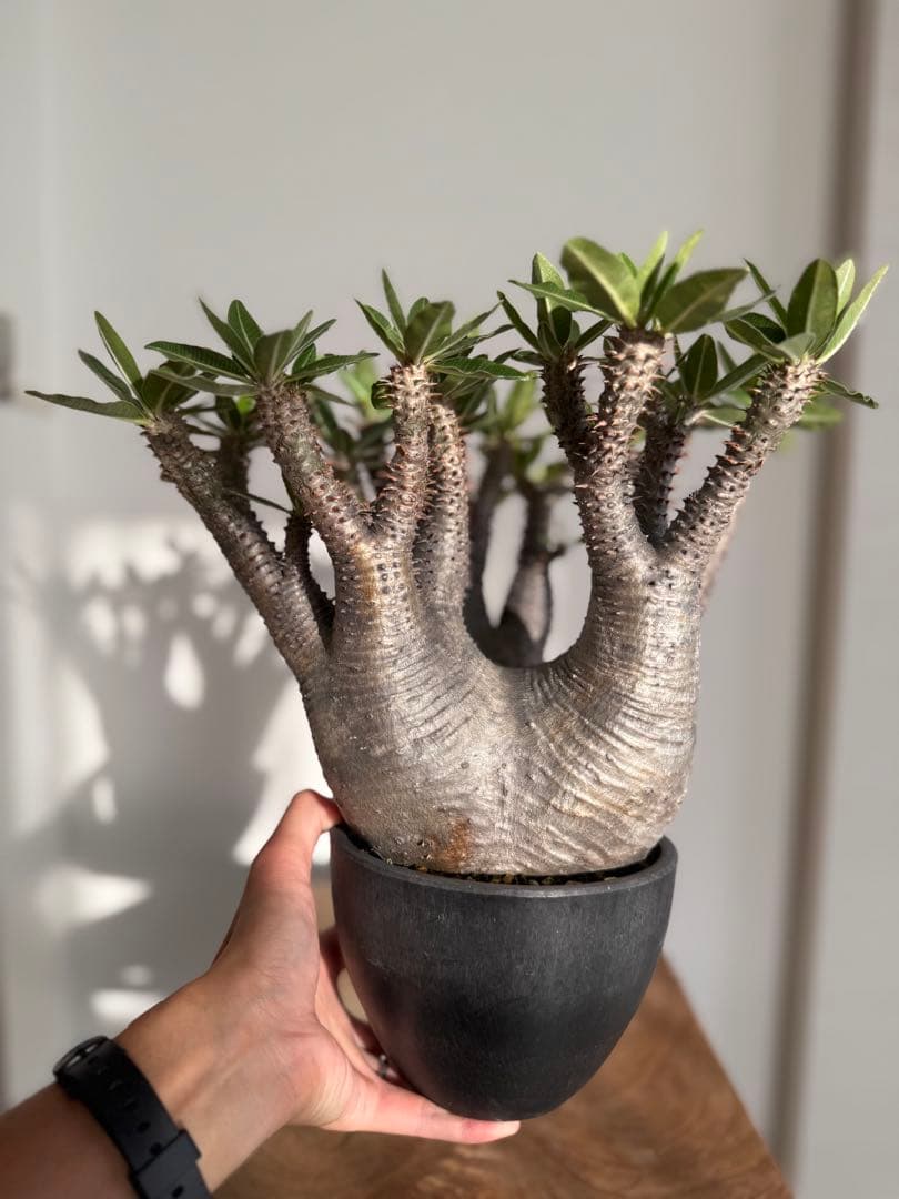 パキポディウム マカイエンセ 良型 大株 現地球 発根済み