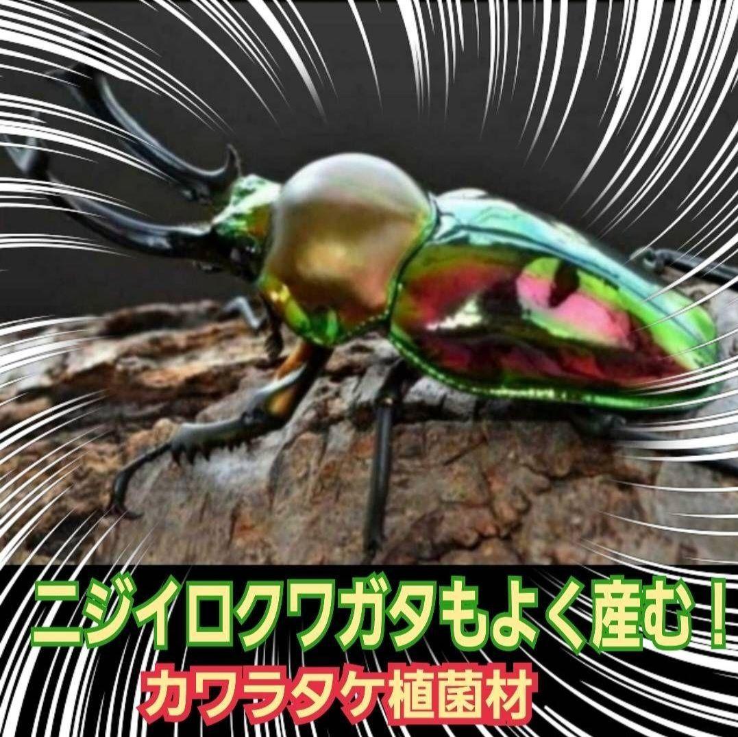 ４本セット！最強のクワガタ産卵木　特大サイズで爆産！植菌カワラ材　加水不用