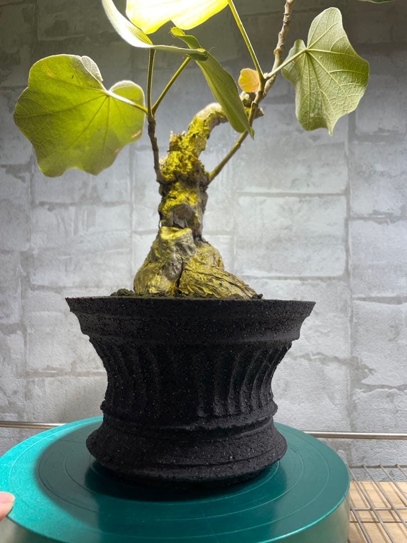 フィルミアナ　パレンス　超古株　発根済み