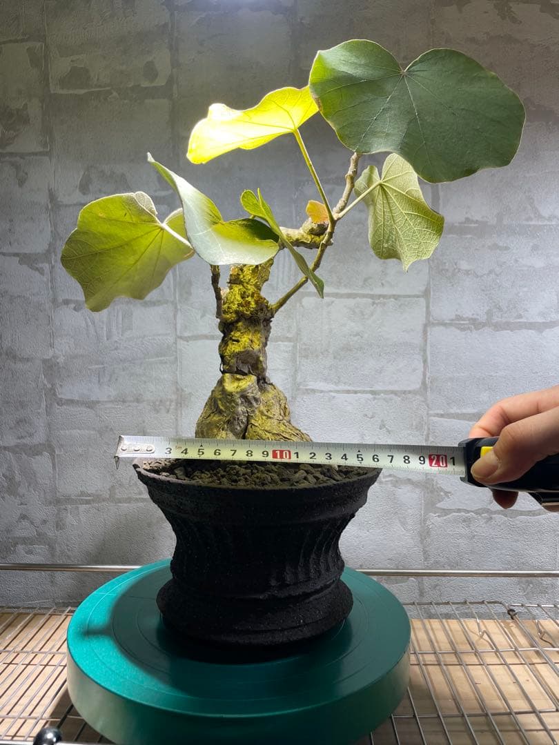 フィルミアナ　パレンス　超古株　発根済み