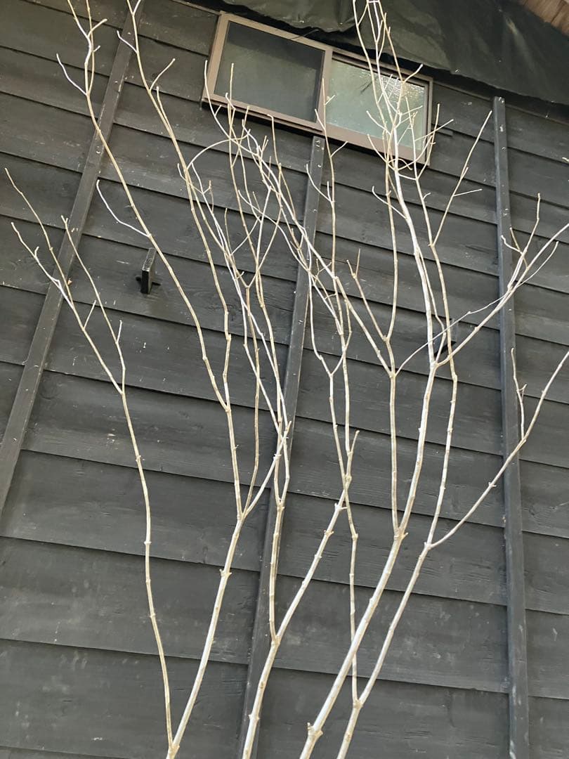 02 山採り　アオダモ