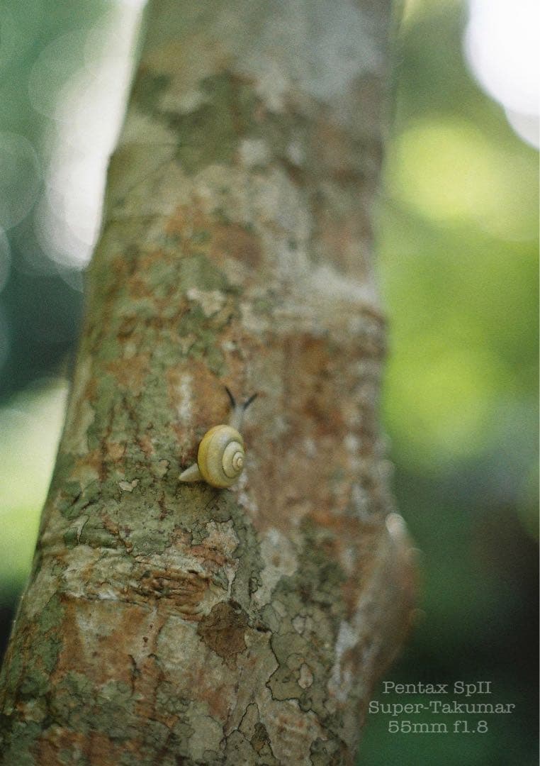 ★pentax sp Ⅱ +タクマー1.8★完動＊美品＊初期保証＊本革外装