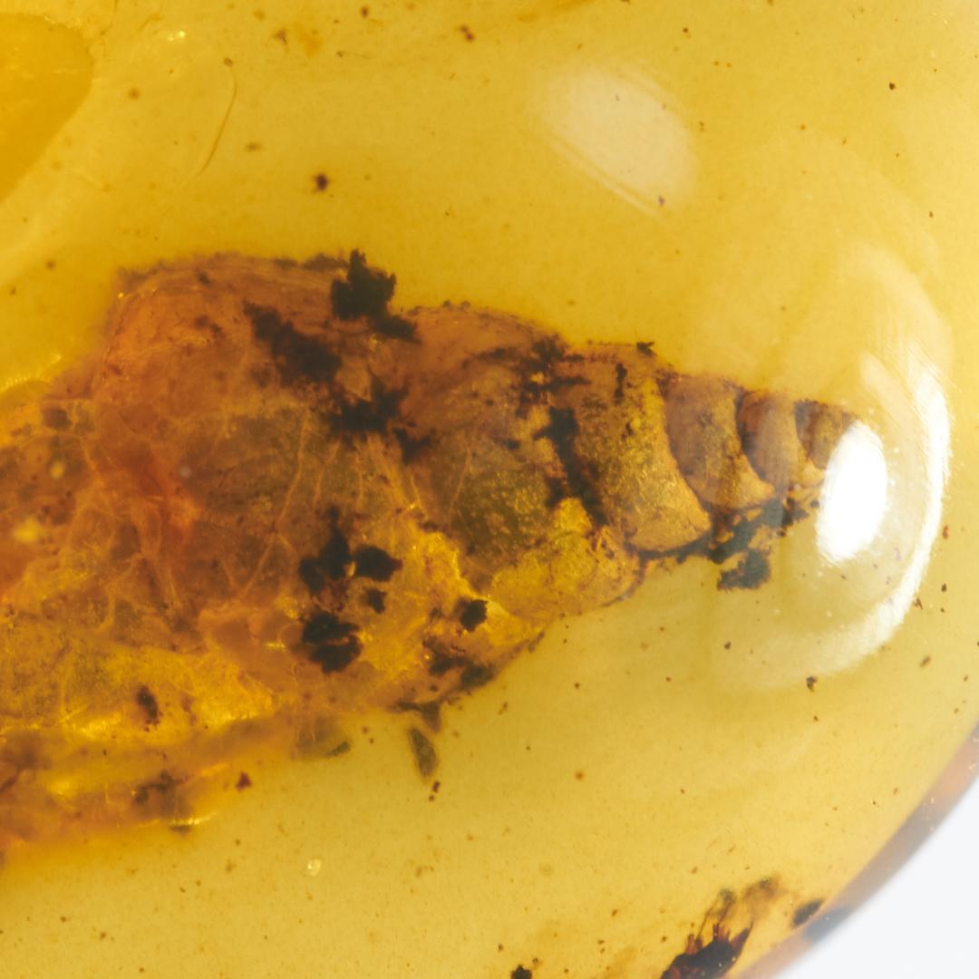 レア極上品 PA112虫入り琥珀化石　ミャンマーカムティかタナイ9900万年前