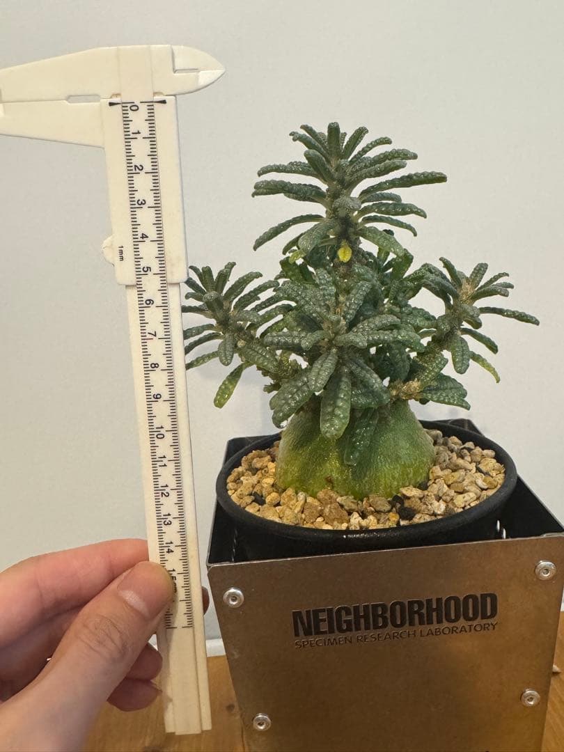 ドルステニアギガスブラータ