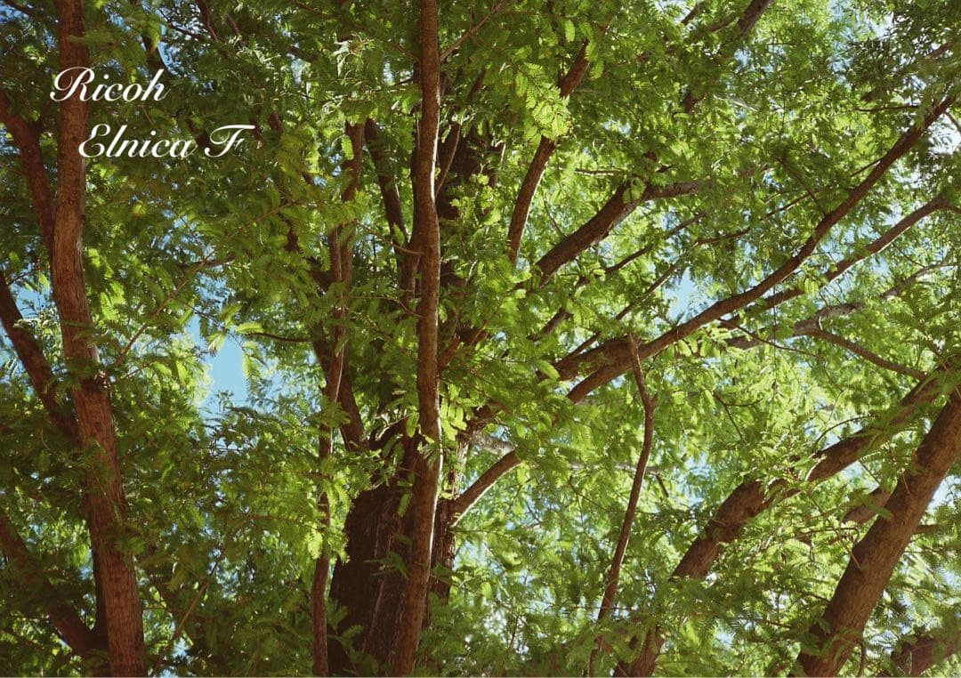 希少品！超美品！完動品★リコー elnica f★フィルム入門＊初期保証＊試写済