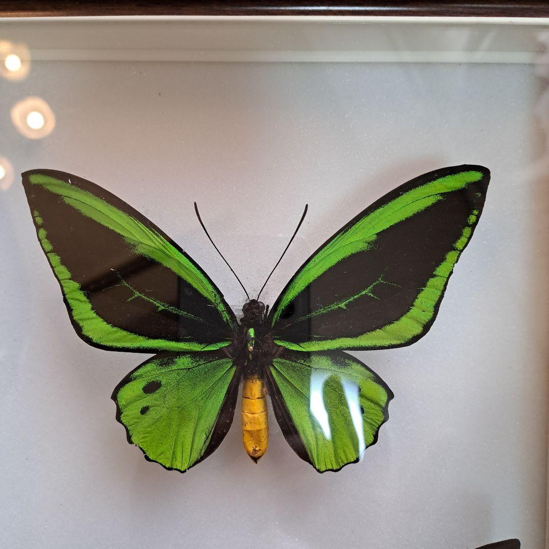 メガネトリバネアゲハ　大型標本