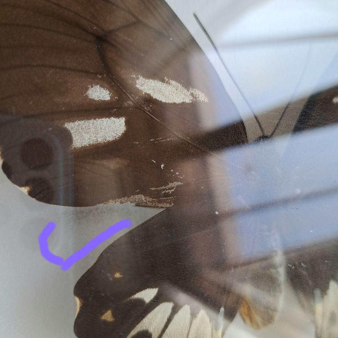 メガネトリバネアゲハ　大型標本