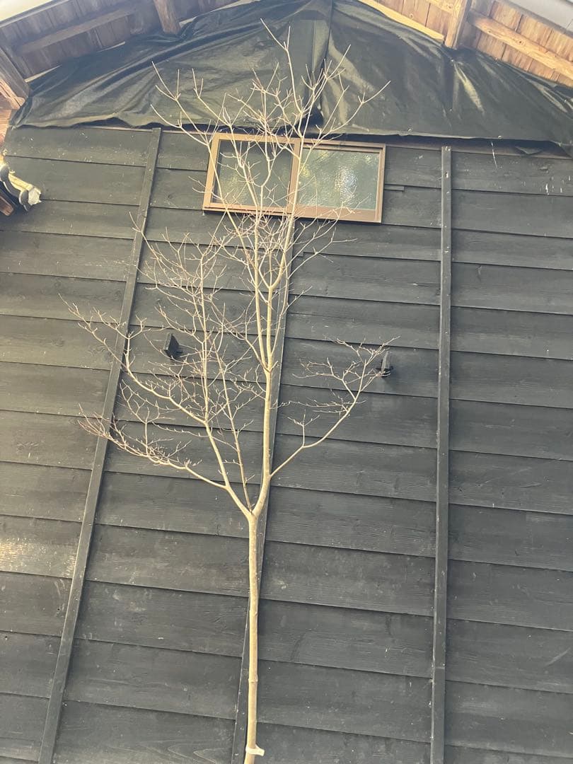 41 山採り　ヤマボウシ