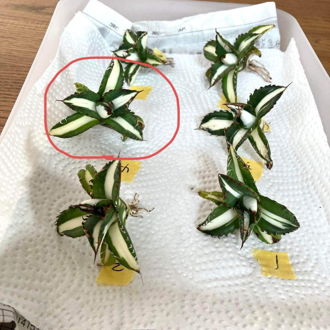 t*4様 【初売りオークション】93 選抜　強棘　アガベ　太陽神錦　白中斑　TC