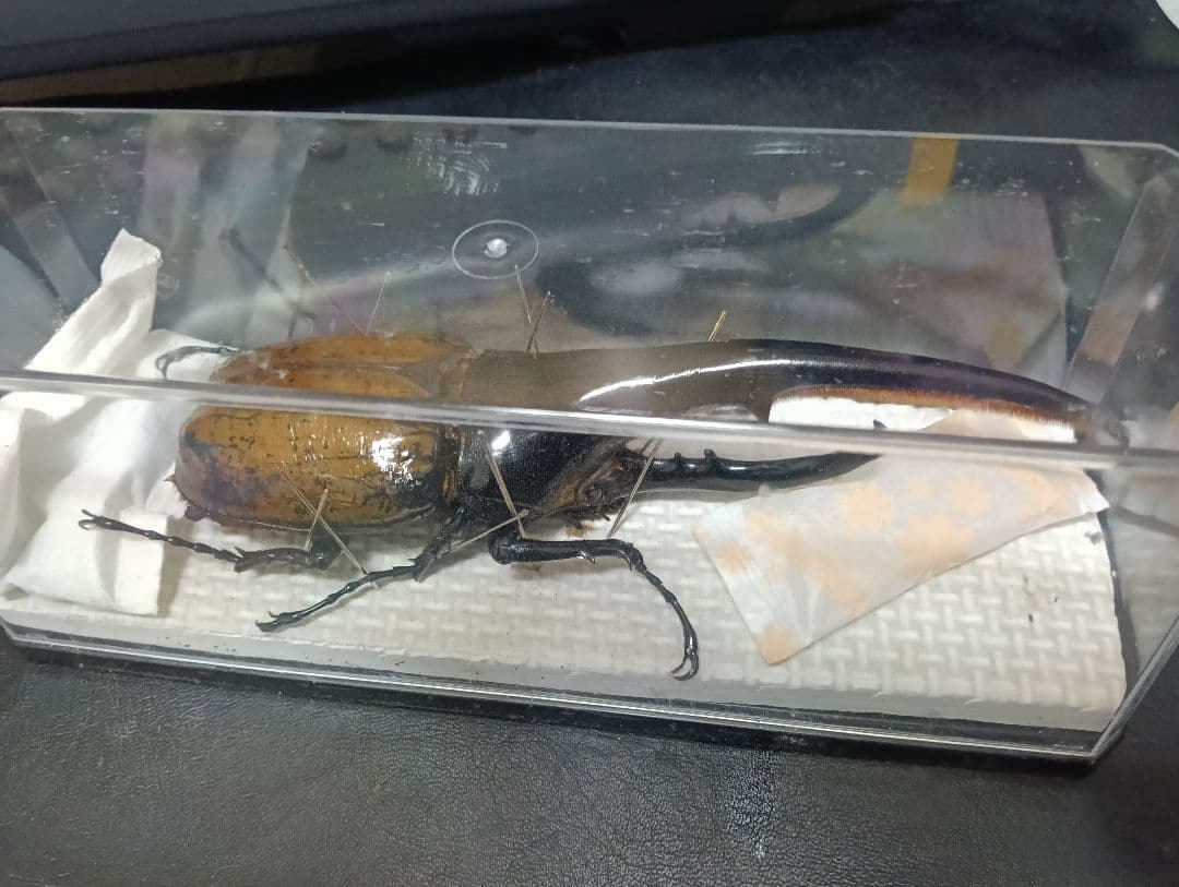 昆虫標本 超大型血統ヘラクレスオオカブト雄163mm 美形