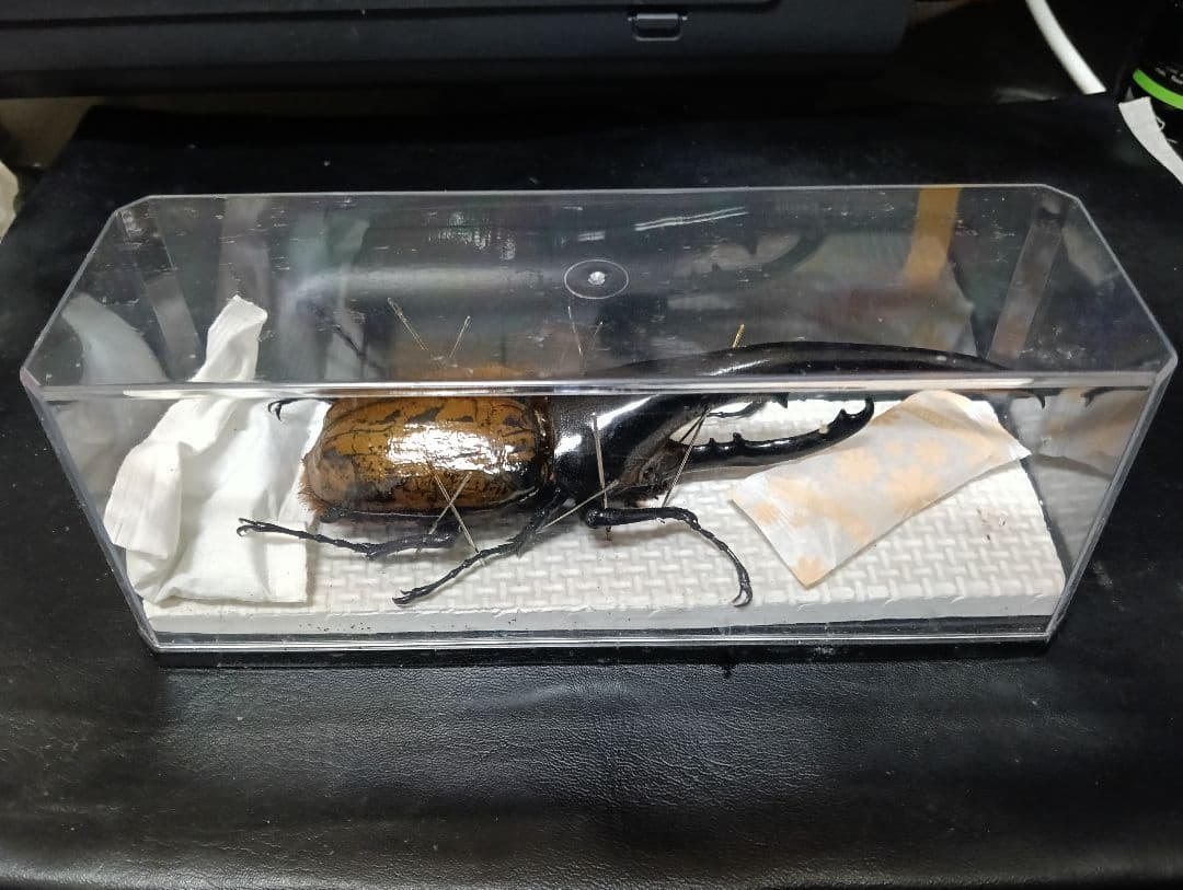 昆虫標本 超大型血統ヘラクレスオオカブト雄163mm 美形