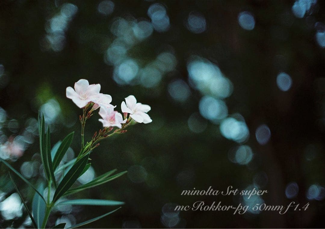 ★ミノルタ srt ★ロッコールf1.4★完動品＊美品＊初期保証★作例多数！