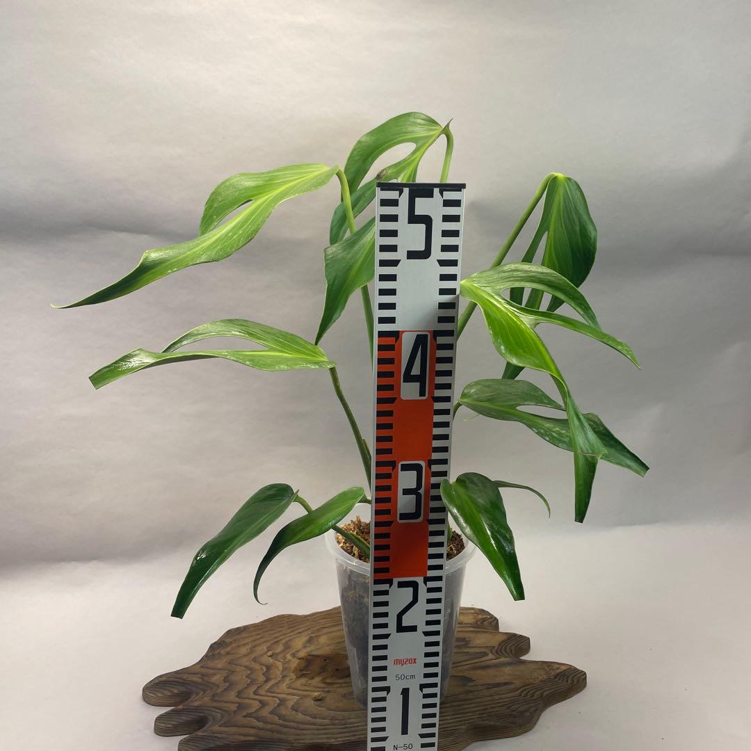 R*4様 a105モンステラ バールマルクスフレーム