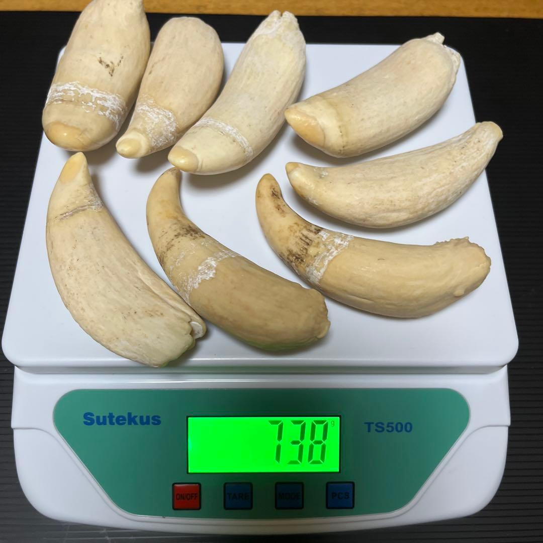 マッコウクジラ　雌歯