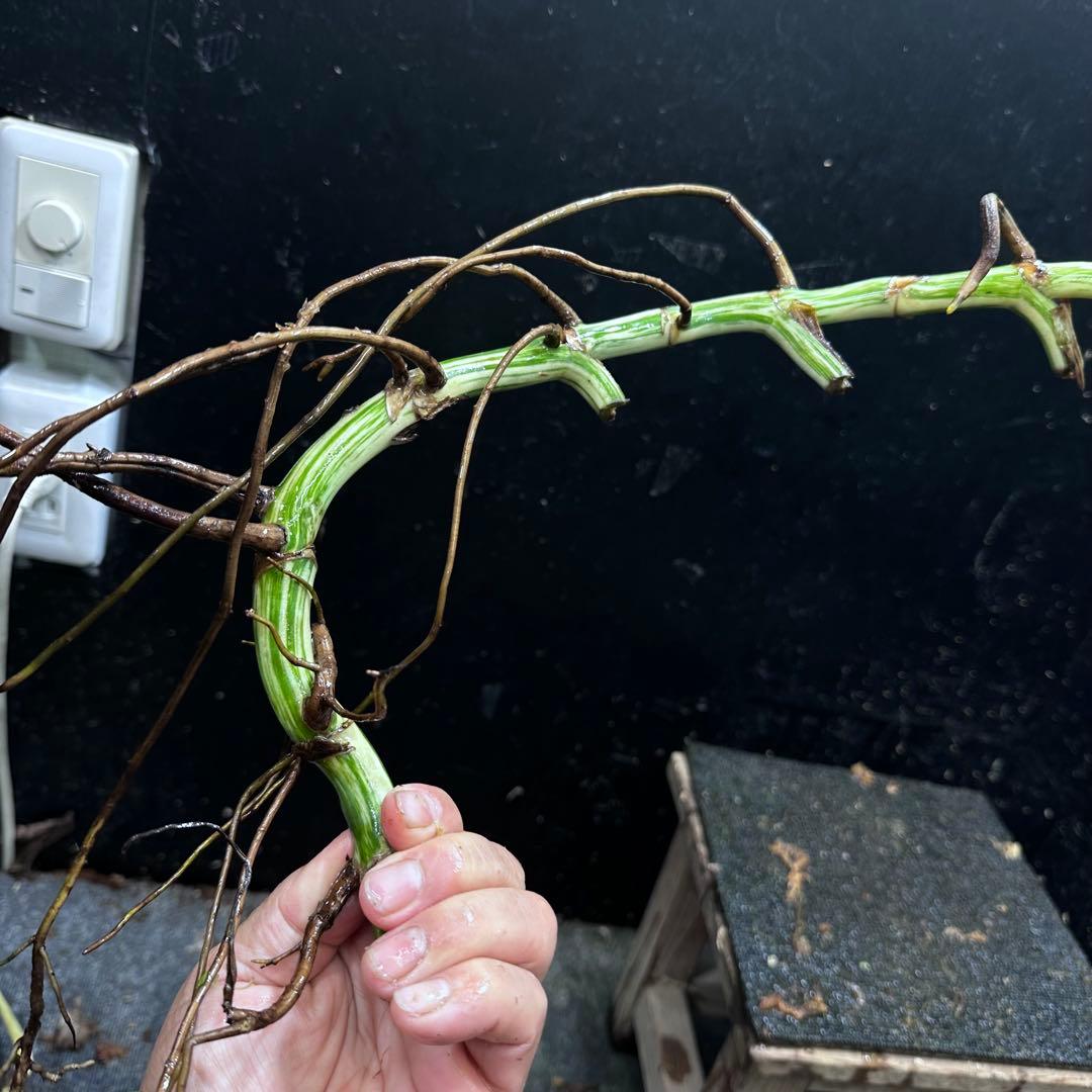 な*え様 斑入りモンステラホワイトタイガー大茎5株おまとめ