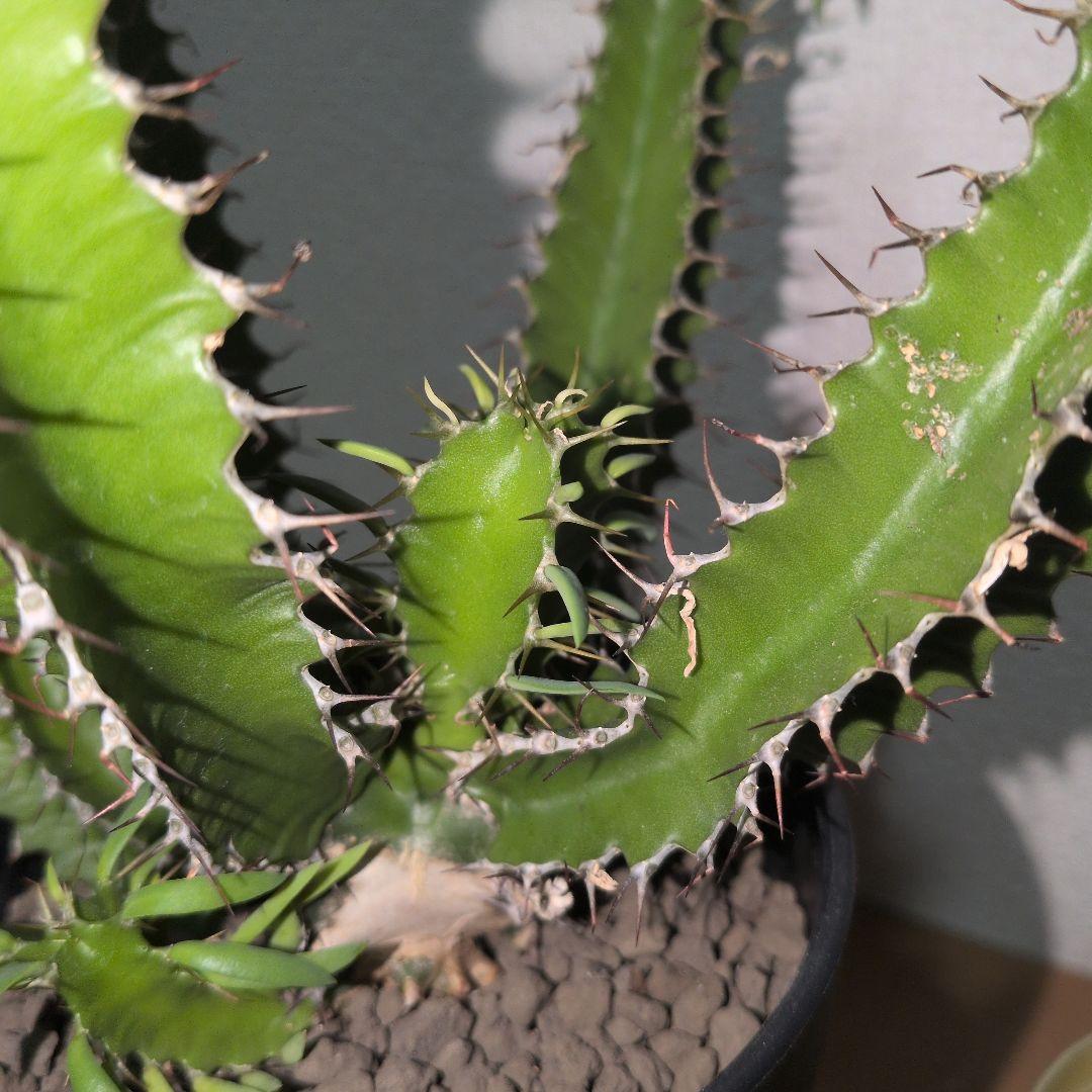 ユーフォルビア　ムランジーナ　大株 木質化　良型　（鉢付き)