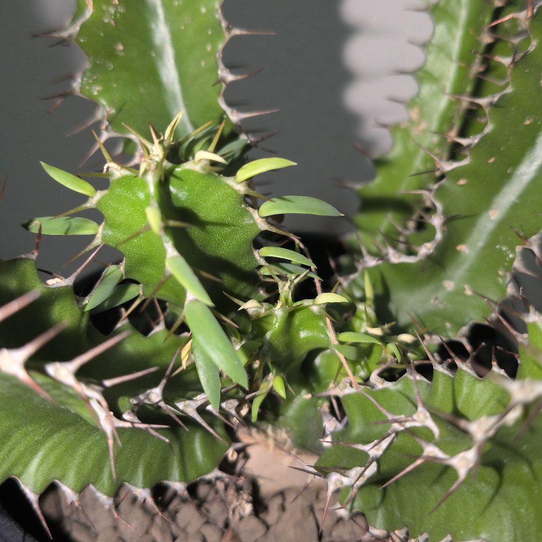 ユーフォルビア　ムランジーナ　大株 木質化　良型　（鉢付き)