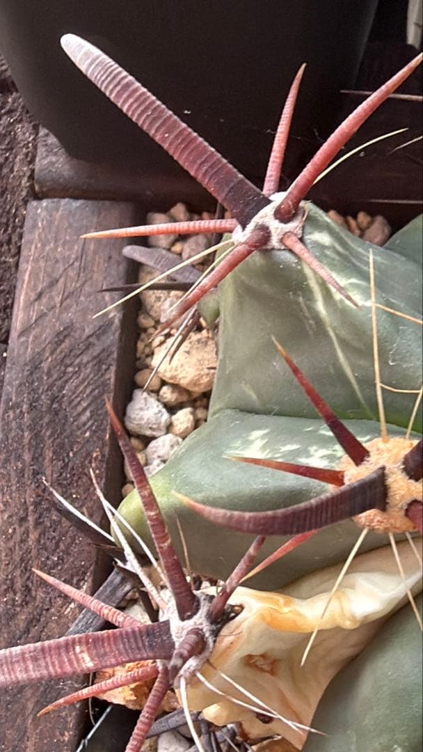 フェロカクタス刈穂玉錦　白斑入り◇アロエ多肉サボテン　ハオルチア　アガベ ユッカ