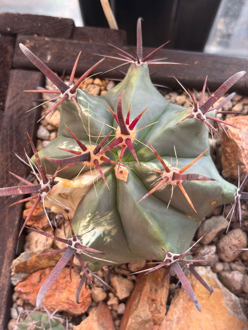 フェロカクタス刈穂玉錦　白斑入り◇アロエ多肉サボテン　ハオルチア　アガベ ユッカ